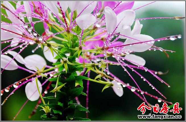 “開光”的花