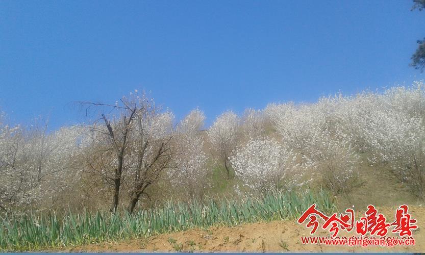櫻桃谷美景