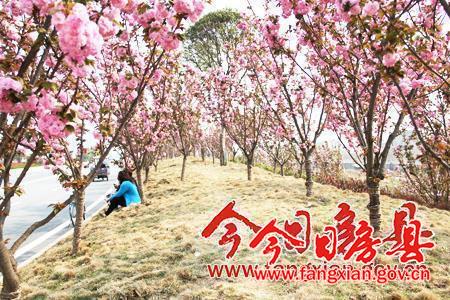 詩經(jīng)文化廣場上盛開的櫻花