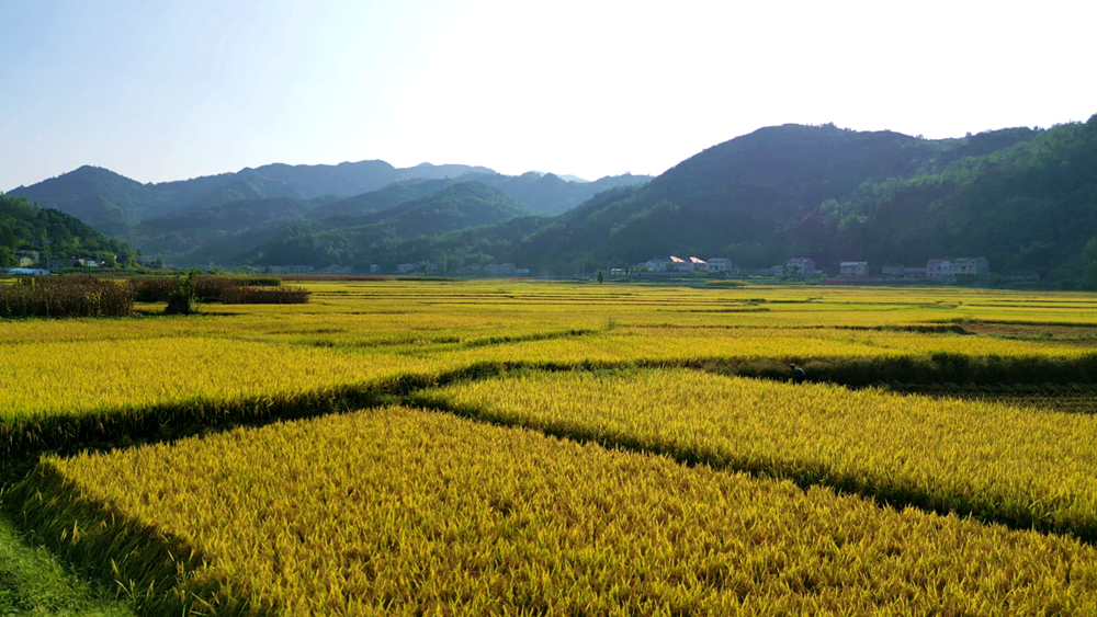 風(fēng)吹稻浪遍地黃，顆粒歸倉豐收忙