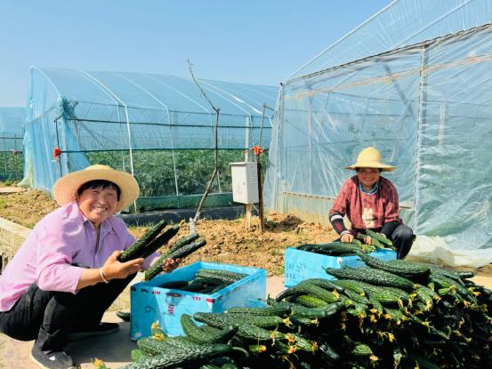 設(shè)施蔬菜“借船出海”進(jìn)入千萬家