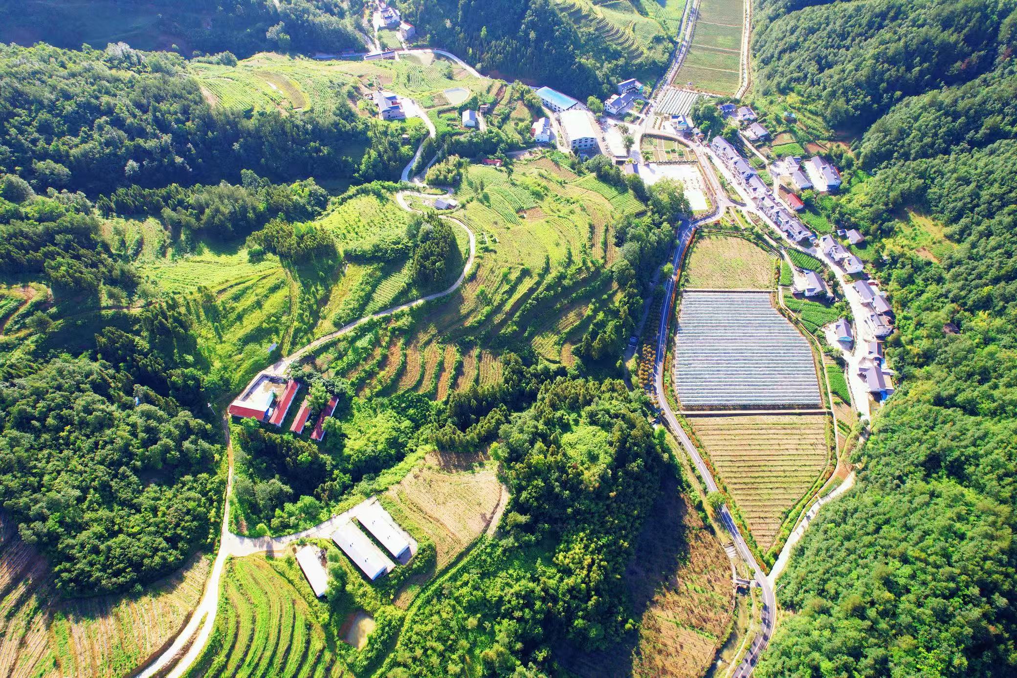 門古寺鎮：黃精產業旺 鄉村“綠富美”