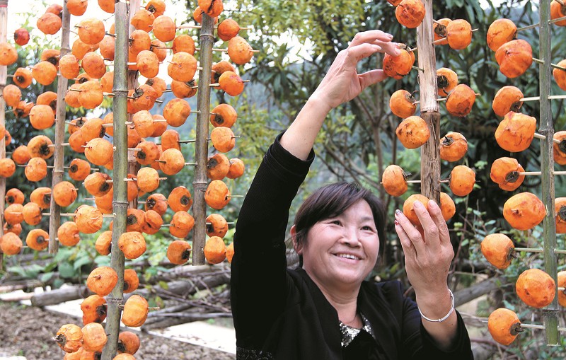 小柿子 大財富