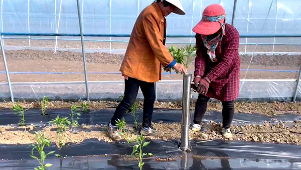 房州味道：大棚蔬菜種植忙