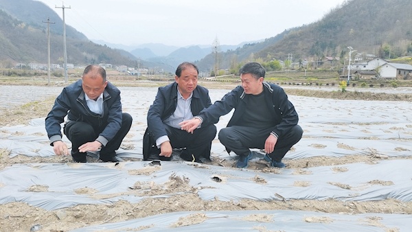 藥材種植 助農(nóng)增收