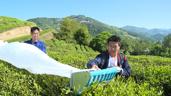 房縣：推廣機械化采茶 插上產業騰飛“翅膀”