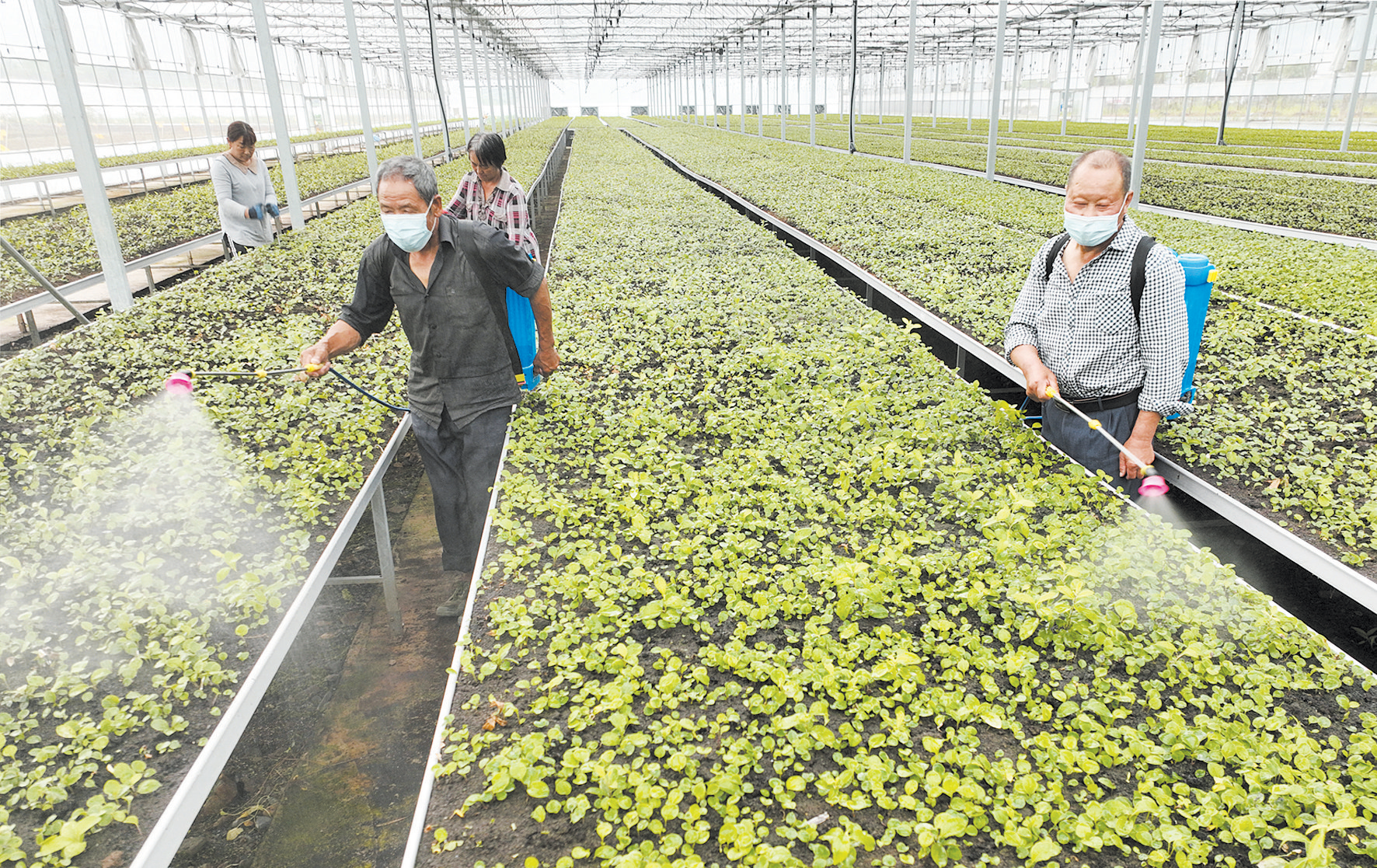 房縣門古寺鎮：加強田間管理 育好藥材種苗