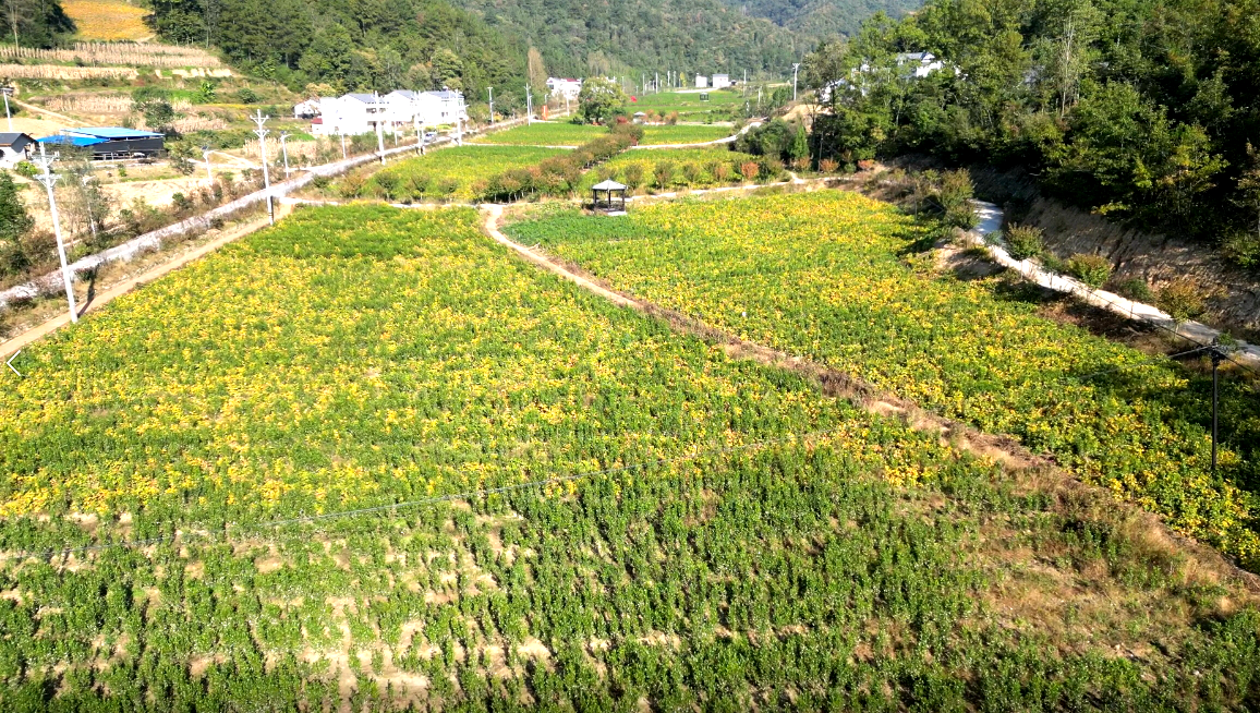 門(mén)古寺鎮(zhèn)項(xiàng)家河村：茶旅融合 奏響鄉(xiāng)村振興和美韻律
