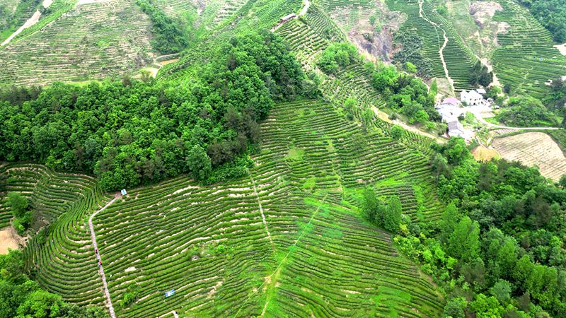 窯淮鎮(zhèn)：以茶為媒助力茶旅融合