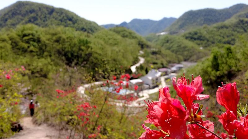 野人谷鎮(zhèn)千家坪村：杜鵑花開出“花經(jīng)濟”