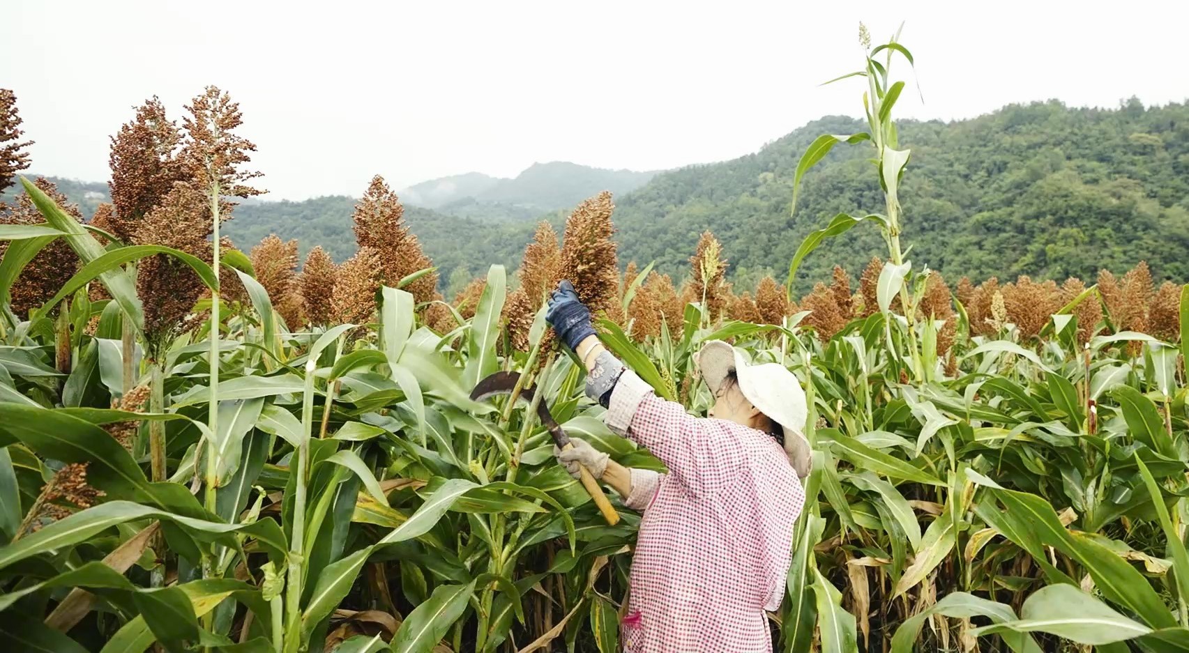 農(nóng)戶正在收割高粱.jpg 農(nóng)戶正在收割高粱.jpg
