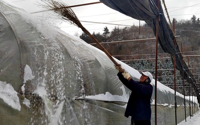 龍坪村：清掃積雪 保障食用菌大棚安全