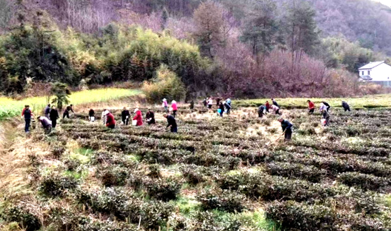窯淮鎮西溝村：搶抓晴好天氣 做好春季茶園管護