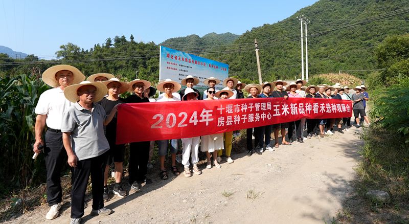 我縣舉辦2024年度農(nóng)作物新品種看禾選種觀摩活動(dòng)