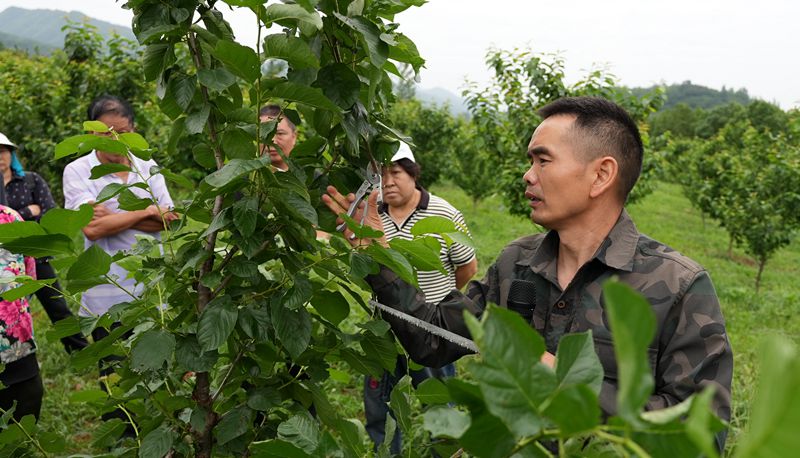 《記者走基層》城關鎮八里村：櫻桃園里“充電忙”