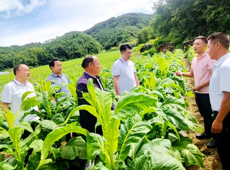 青峰鎮(zhèn)：煙葉長(zhǎng)勢(shì)喜人 煙民豐收在望