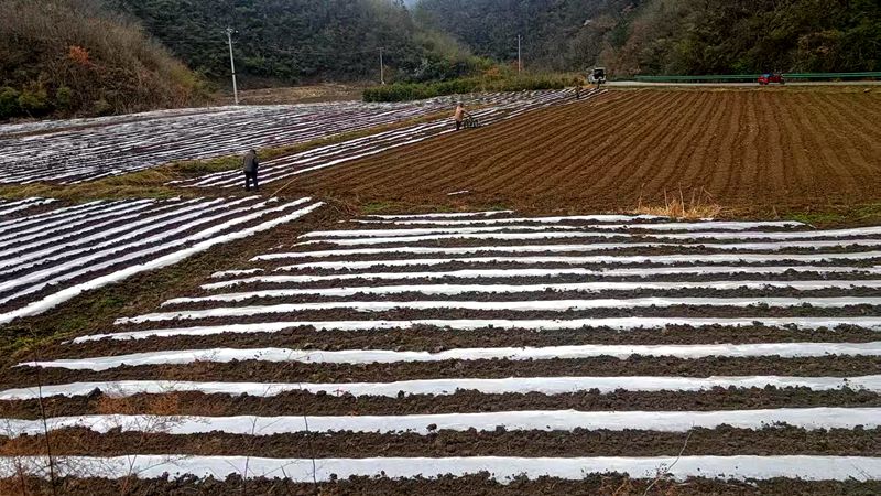 紅塔鎮潮汪村：田間地頭春耕忙
